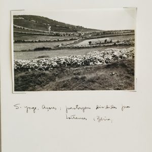 501- FOTO