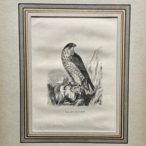 697-	GRAVURA-  FAUCON PELERIN